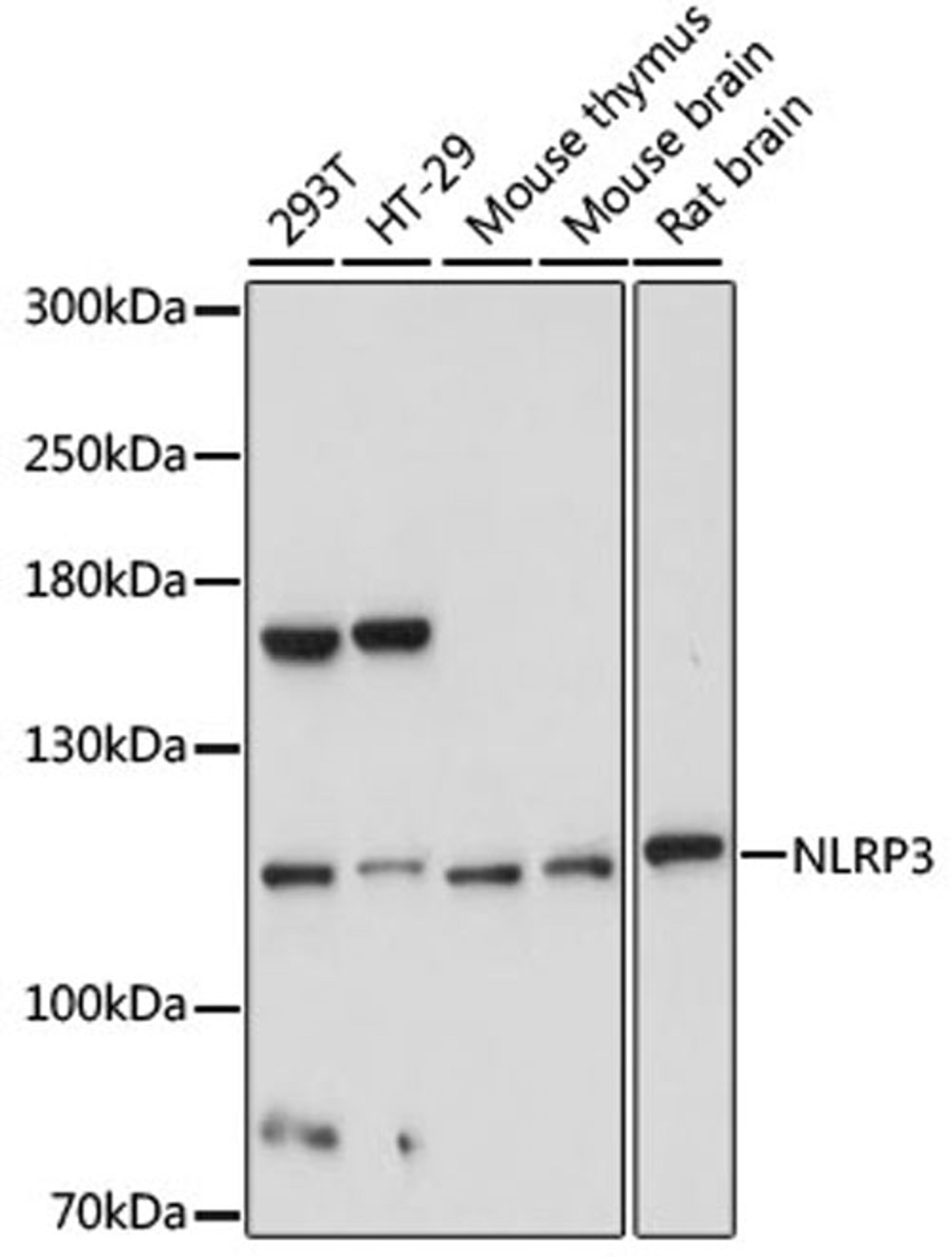 Western blot - NLRP3 antibody (A5652)