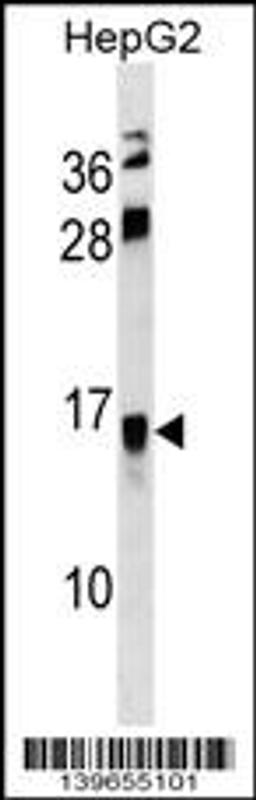 Western blot analysis in HepG2 cell line lysates (35ug/lane).