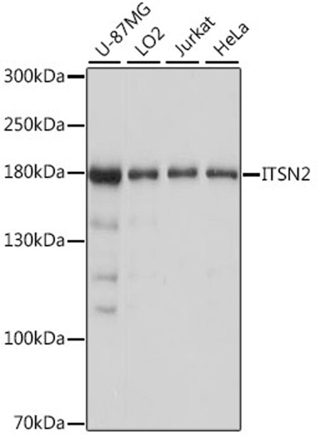 Western blot - ITSN2 antibody (A16525)