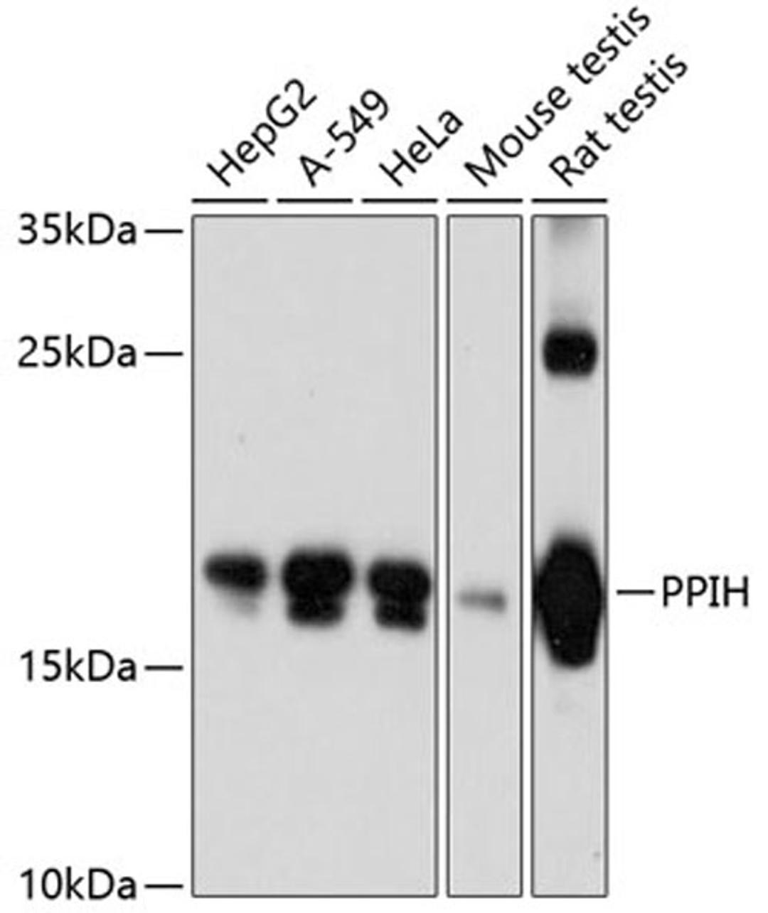 Western blot - PPIH antibody (A12172)