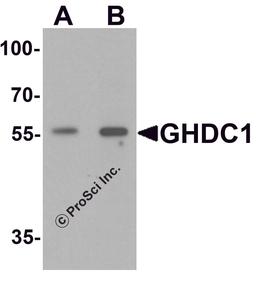 Western blot analysis of GHDC in 293 cell lysate with GHDC antibody at (A) 0.5 and (B) 1 μg/mL.