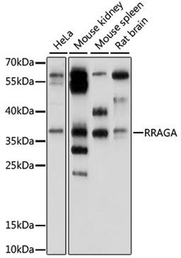 Western blot - RRAGA antibody (A15134)