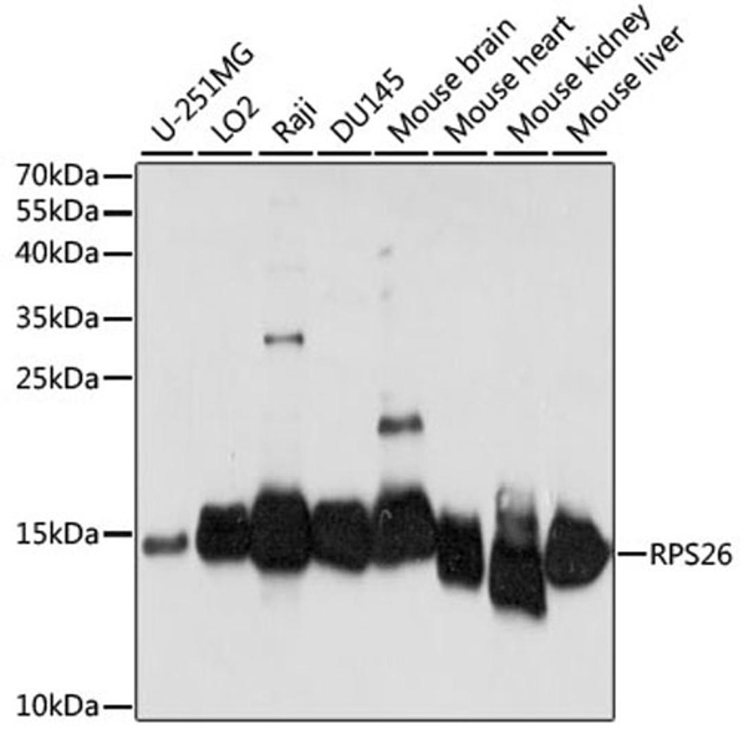 Western blot - RPS26 antibody (A15096)