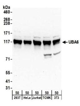 Detection of human and mouse UBA6 by western blot.