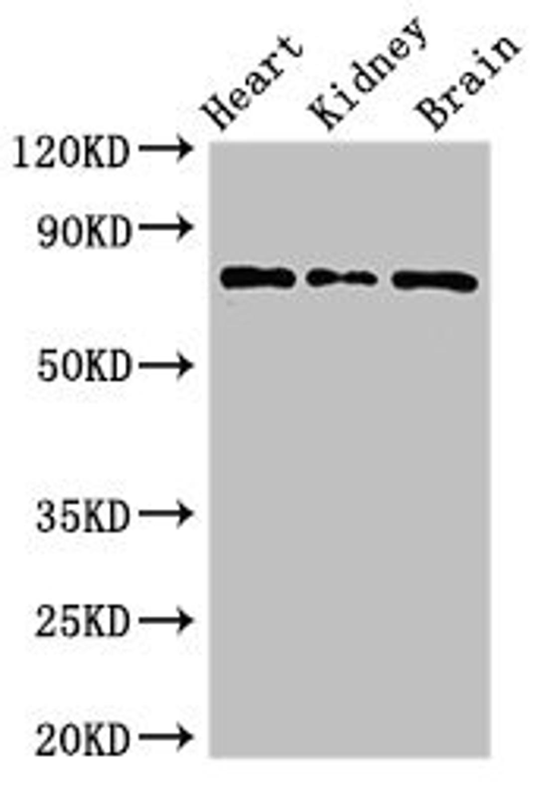 Western Blot. Positive WB detected in: Mouse heart tissue, Mouse kidney tissue, Mouse brain tissue. All lanes: OVGP1 antibody at 3ug/ml. Secondary. Goat polyclonal to rabbit IgG at 1/50000 dilution. Predicted band size: 76 kDa. Observed band size: 76 kDa.