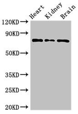 Western Blot. Positive WB detected in: Mouse heart tissue, Mouse kidney tissue, Mouse brain tissue. All lanes: OVGP1 antibody at 3ug/ml. Secondary. Goat polyclonal to rabbit IgG at 1/50000 dilution. Predicted band size: 76 kDa. Observed band size: 76 kDa.