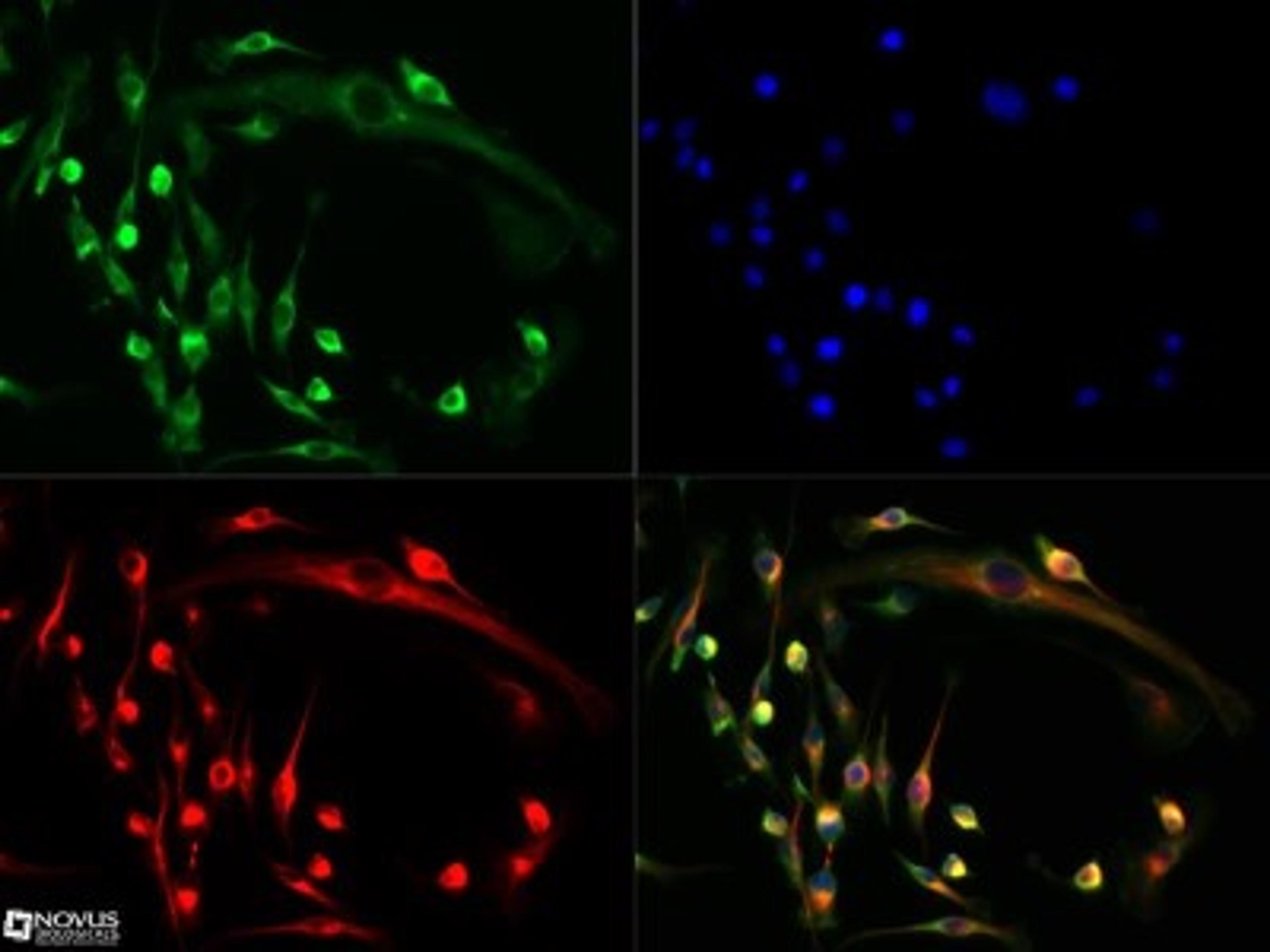 Immunocytochemistry/Immunofluorescence: NFATC1/NFAT2 Antibody [NB100-56732] - NFAT2 antibody was tested in Raw 246.7 cells with Dylight 488 (green). Nuclei and alpha-tubulin were counterstained with DAPI (blue) and Dylight 550 (red). Image objective 40x. An antibody dilution of 1:10 was used.