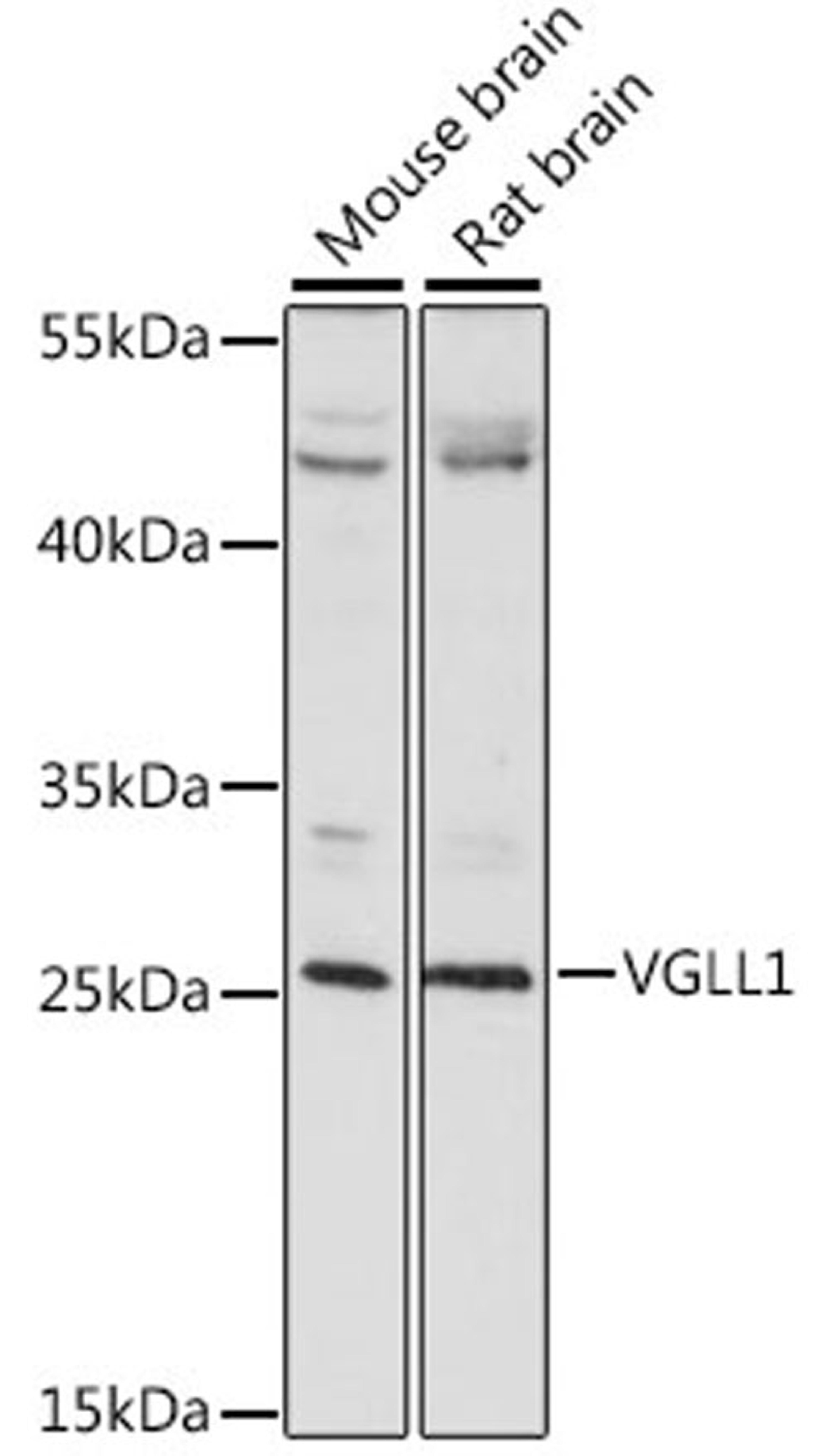 Western blot - VGLL1 antibody (A15840)