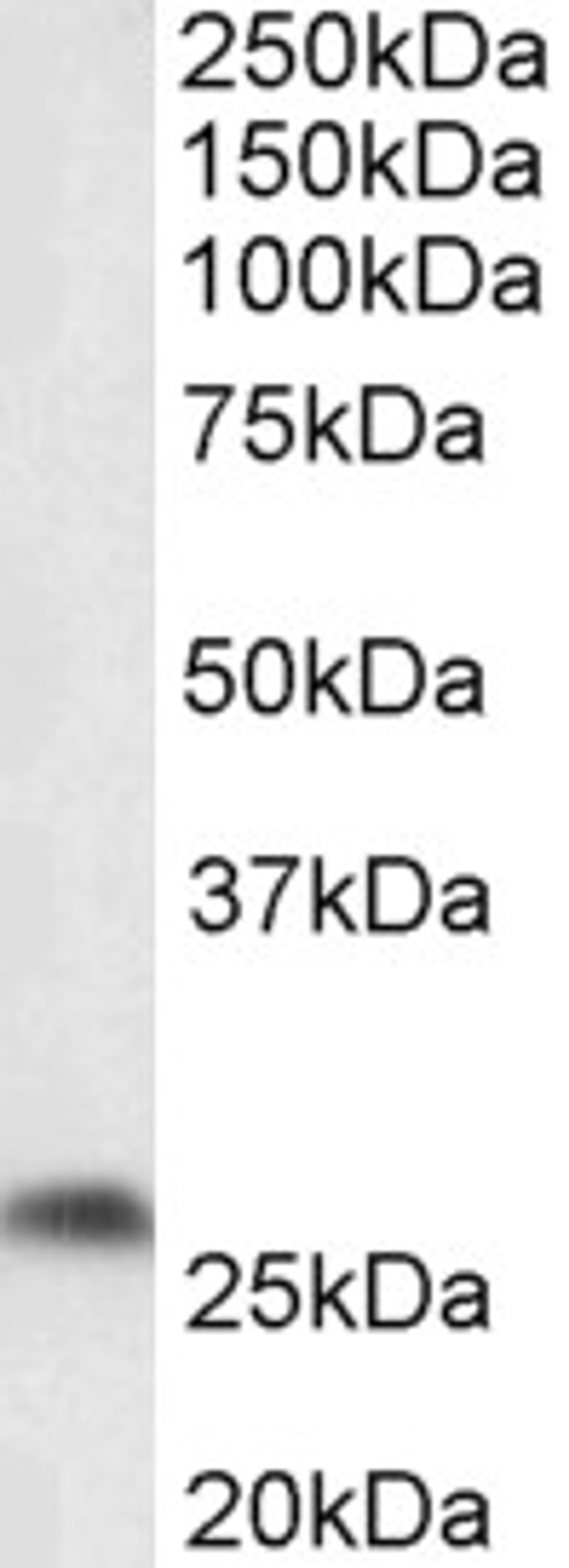 42-999 (0.1ug/ml) staining of Mouse fetal Brain lysate (35ug protein in RIPA buffer). Primary incubation was 1 hour. Detected by chemiluminescence.