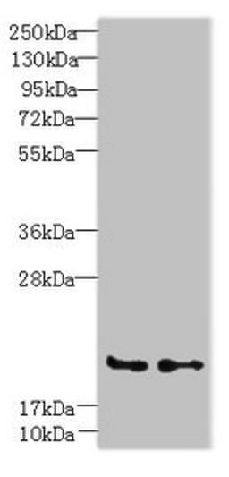 Western blot. All lanes: C20orf27 antibody at 6ug/ml. Lane 1: HCT116 whole cell lysate. Lane 2: MDA-MB-231 whole cell lysate. Secondary. Goat polyclonal to rabbit IgG at 1/10000 dilution. Predicted band size: 20, 22 kDa. Observed band size: 20 kDa. 