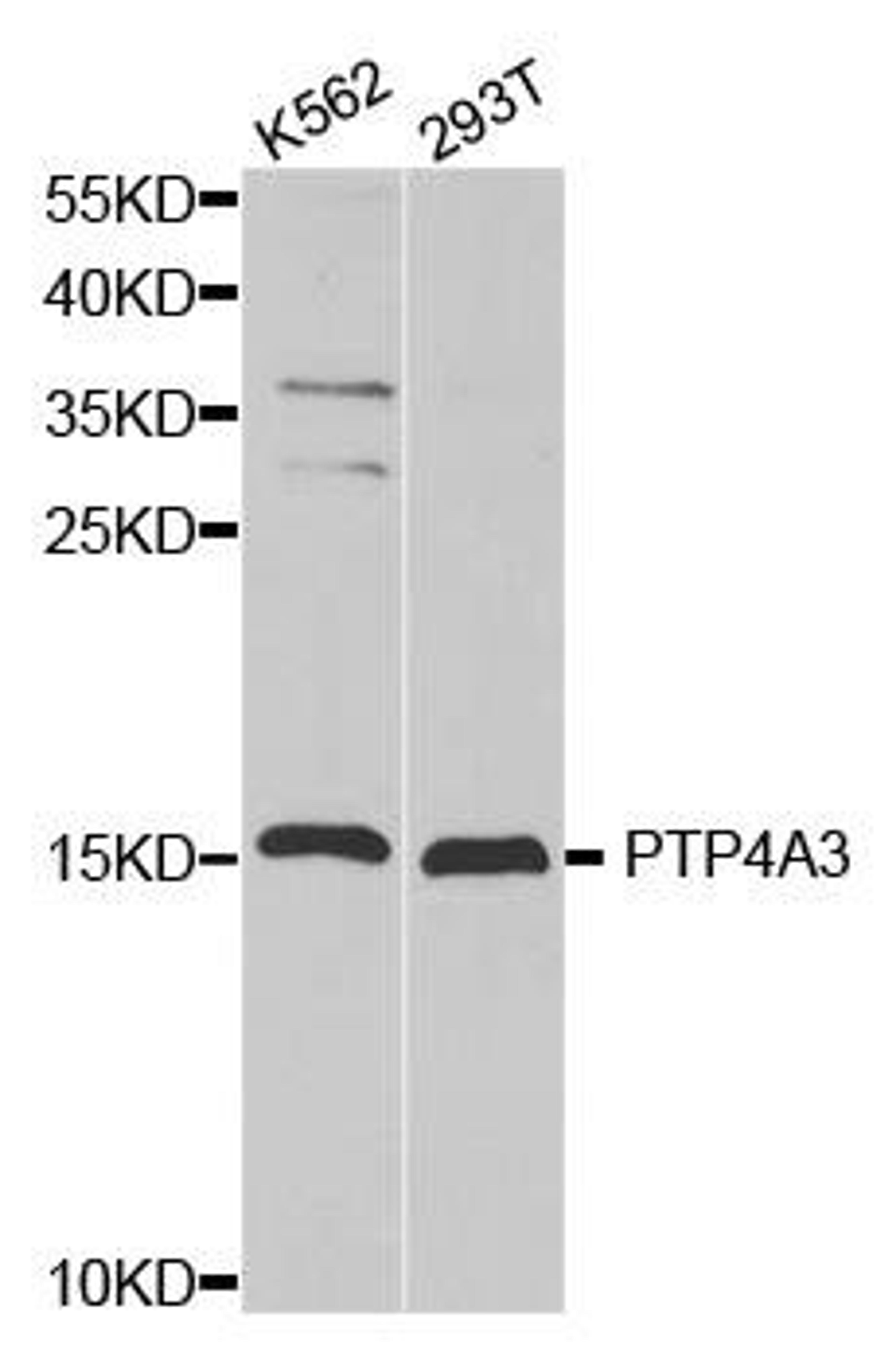 Western blot analysis of extracts of various cell lines using PTP4A3 antibody