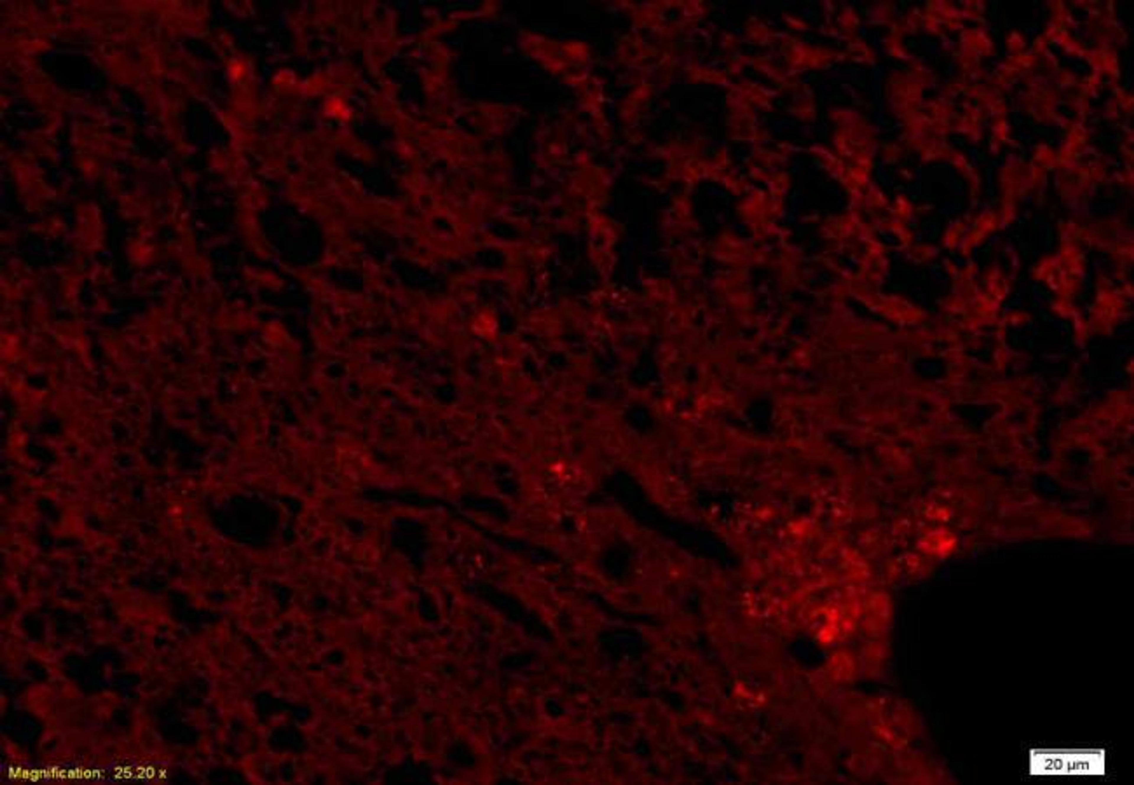 Immunofluorescence analysis of rat brain tissue using NCX3 antibody (1:200) 