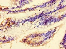 Immunohistochemical staining of human small intestine tissue using C9orf57 antibody