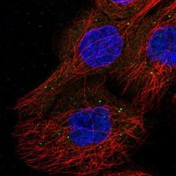 Immunocytochemistry/Immunofluorescence: RSPH3 Antibody [NBP1-84244] - Staining of human cell line A-431 shows positivity in vesicles.