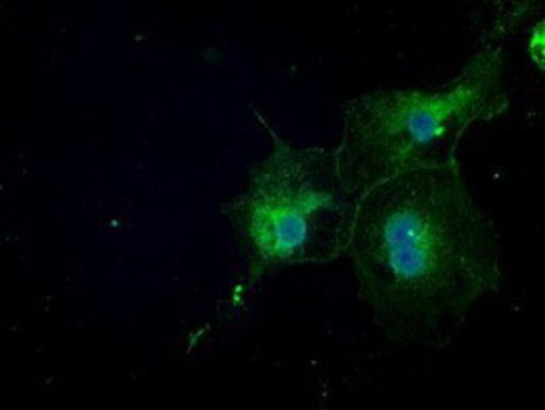 Immunocytochemistry/Immunofluorescence: NAT8 Antibody (5A8) [NBP1-47863] Staining of COS7 cells transiently transfected by pCMV6-ENTRY NAT8.