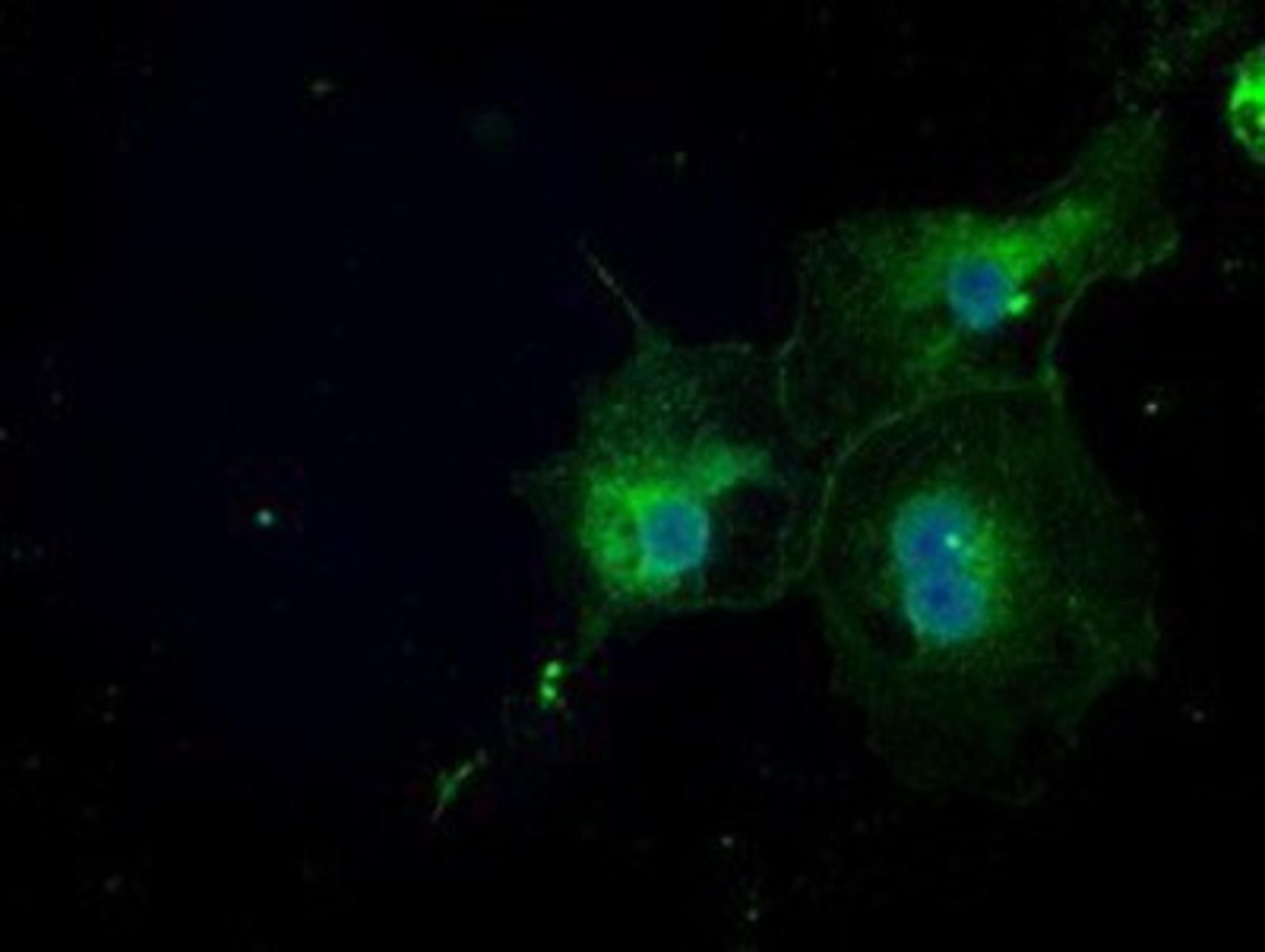 Immunocytochemistry/Immunofluorescence: NAT8 Antibody (5A8) [NBP1-47863] Staining of COS7 cells transiently transfected by pCMV6-ENTRY NAT8.