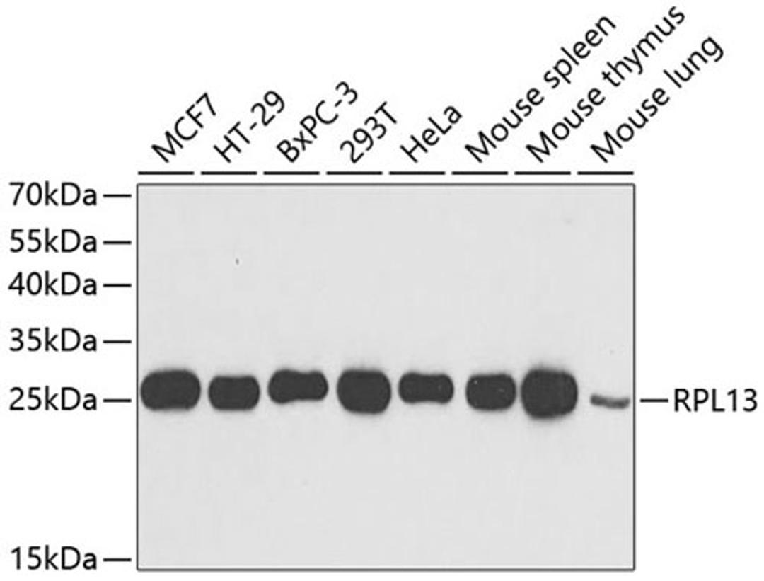 Western blot - RPL13 antibody (A6723)