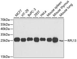 Western blot - RPL13 antibody (A6723)