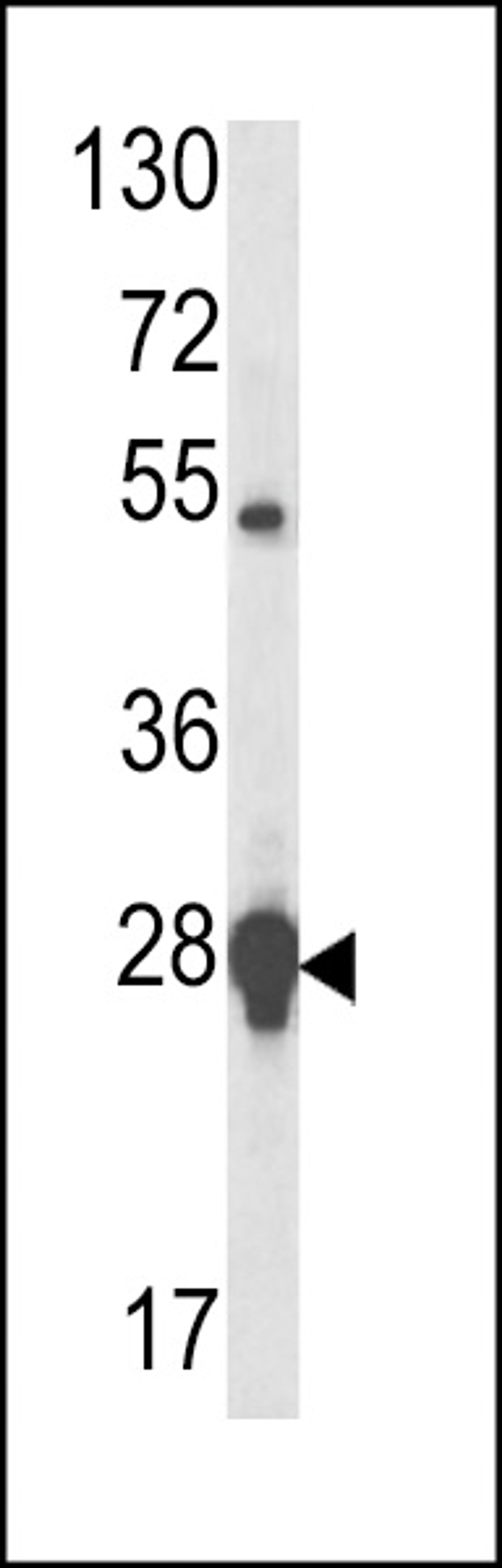 Western blot analysis of HSP27 antibody in MCF-7 cell line lysates (35ug/lane)