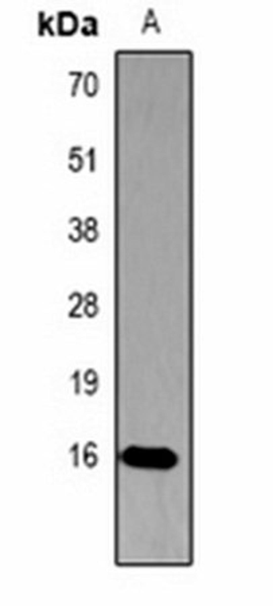 Western blot analysis of  Hela (Lane1) whole cell lysates using Histone H3 (Phospho-T45) antibody