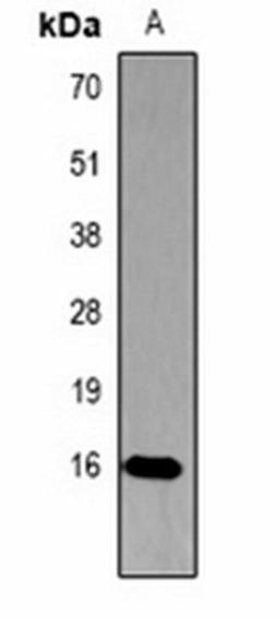 Western blot analysis of  Hela (Lane1) whole cell lysates using Histone H3 (Phospho-T45) antibody