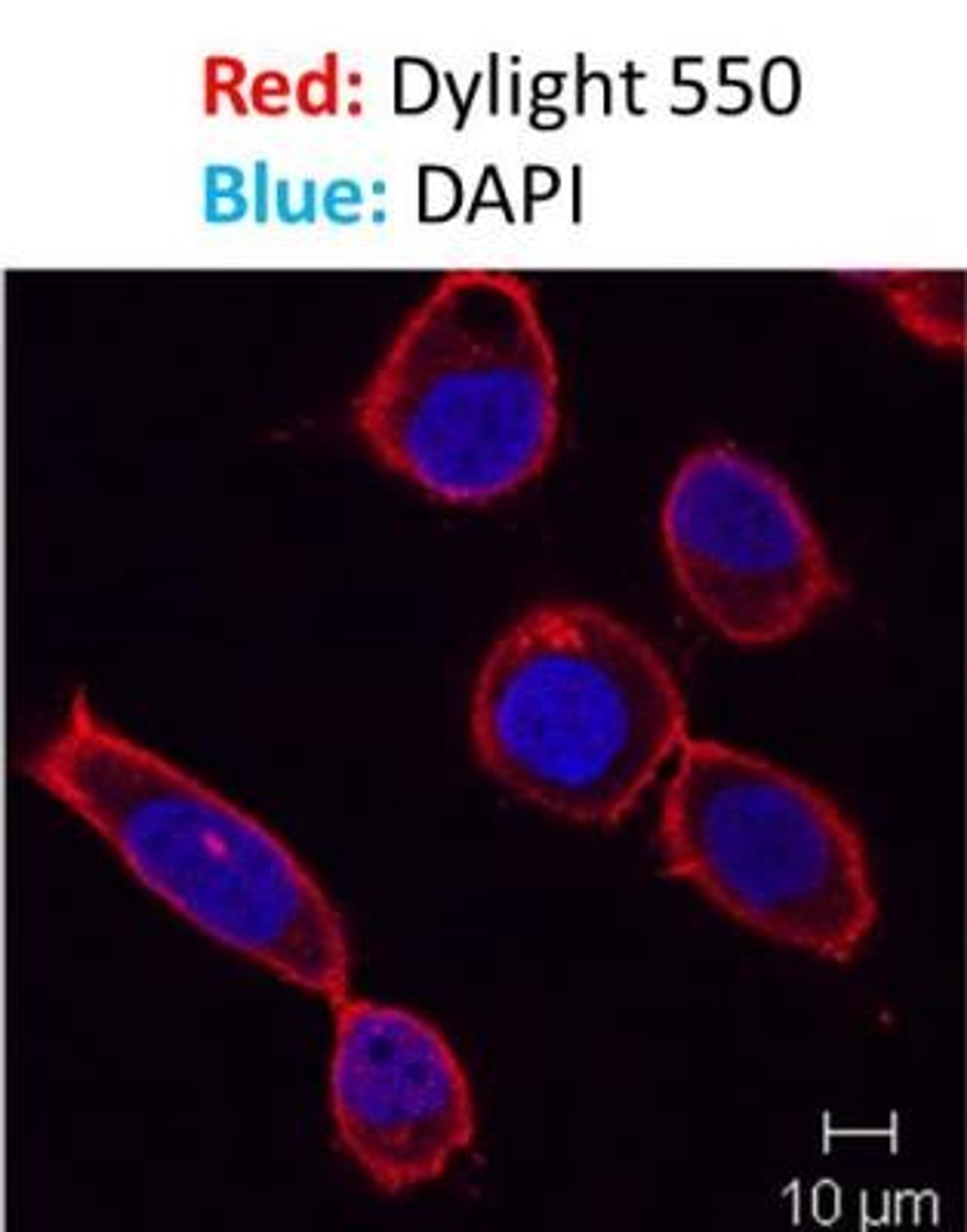 Immunocytochemistry/Immunofluorescence: IgM Antibody (SPM557) [NBP2-34375] - Analysis using the DyLight 550 conjugate of NBP2-34375. Staining of LM7 cells using anti-IgM antibody [DyLight 550] . DAPI Solution (blue; cat.# NBP2-31156) was used as a nuclear counterstain. Image from verified customer review.