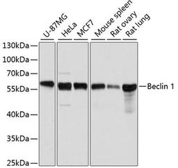 Western blot - Beclin 1 antibody (A7353)