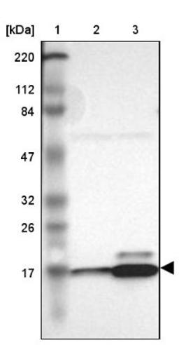 Western Blot: RPL27 Antibody [NBP1-82856] - Lane 1: Marker [kDa] 220, 112, 84, 47, 32, 26, 17<br/>Lane 2: Human cell line RT-4<br/>Lane 3: Human cell line U-251MG sp