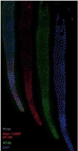 Immunocytochemistry/Immunofluorescence: wapl-1 Antibody [49300002] - This image is specific to animal number SDQ3947  Images are wild type.  Dilution of affinity purified antibody is at 1:10,000.