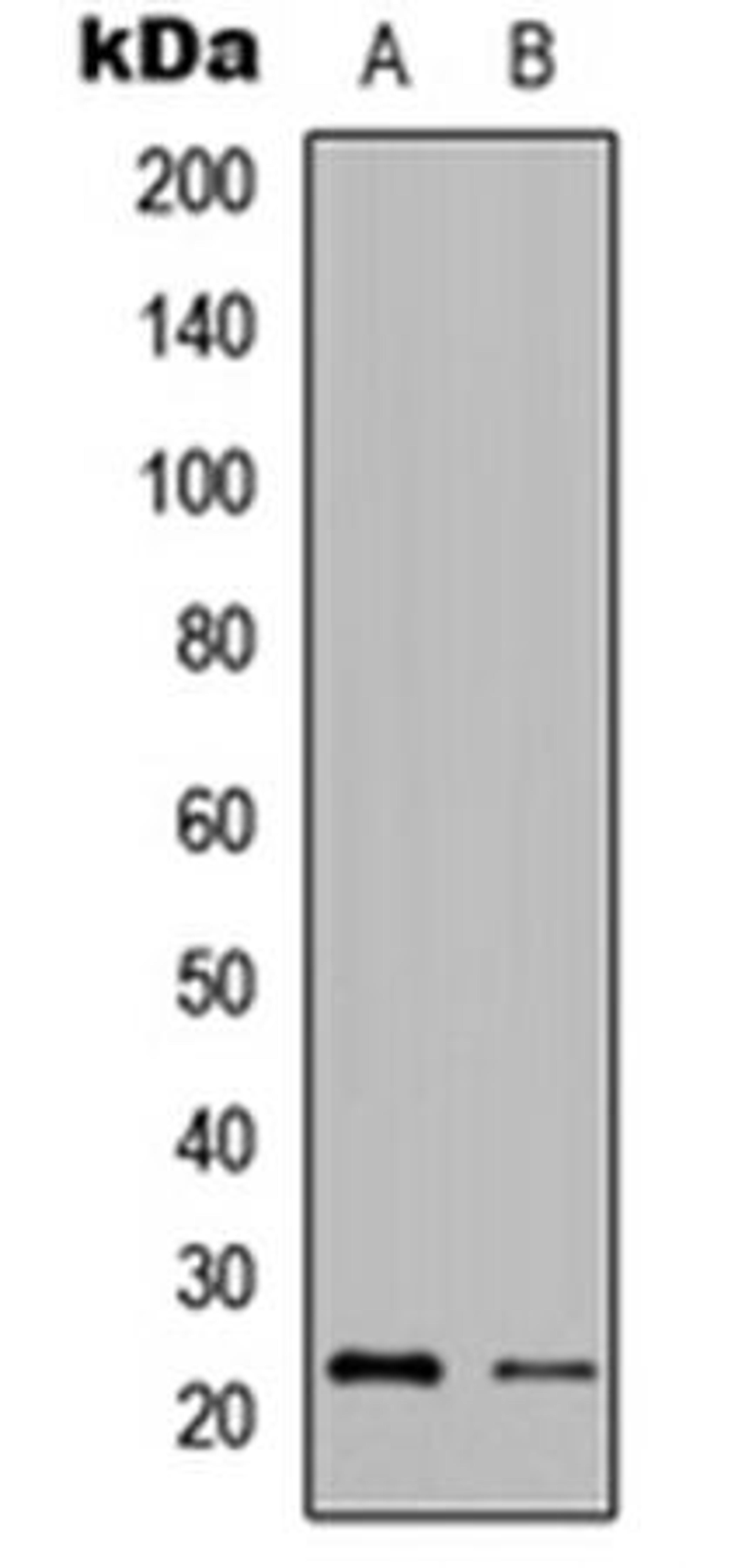 Western blot analysis of Jurkat (Lane1), HeLa (Lane2) whole cell using Granzyme H antibody