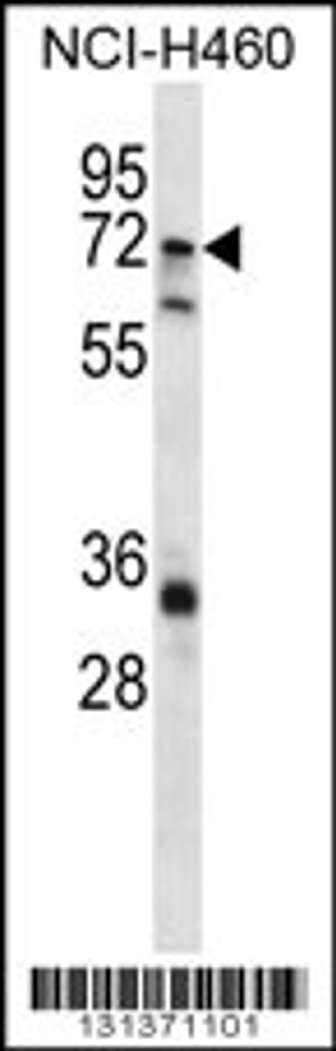 Western blot analysis in NCI-H460 cell line lysates (35ug/lane).