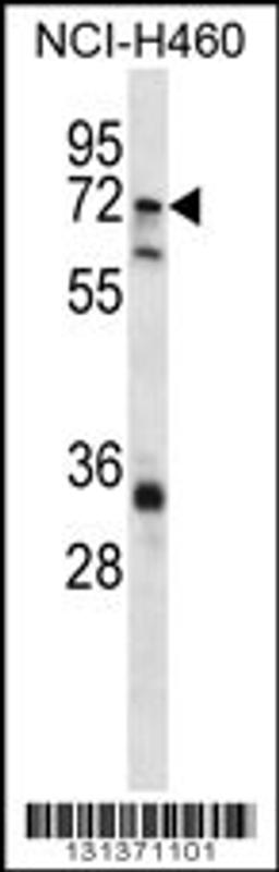 Western blot analysis in NCI-H460 cell line lysates (35ug/lane).