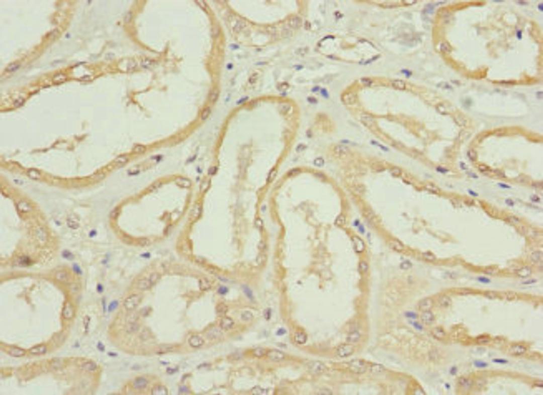 Immunohistochemistry of paraffin-embedded human kidney tissue using CSB-PA670967LA01HU at dilution of 1:100