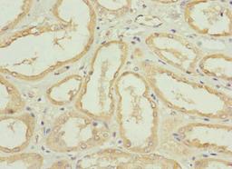 Immunohistochemistry of paraffin-embedded human kidney tissue using CSB-PA670967LA01HU at dilution of 1:100