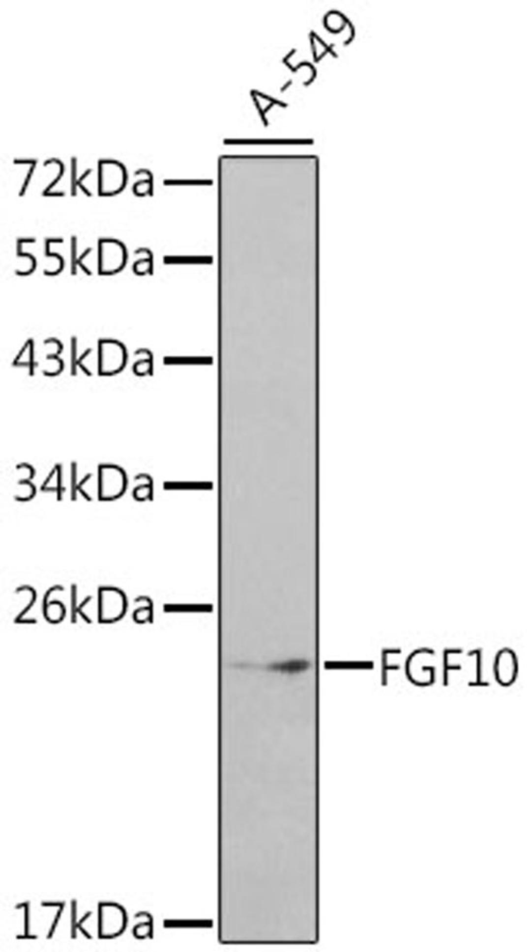 Western blot - FGF10 antibody (A1201)