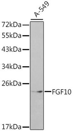 Western blot - FGF10 antibody (A1201)