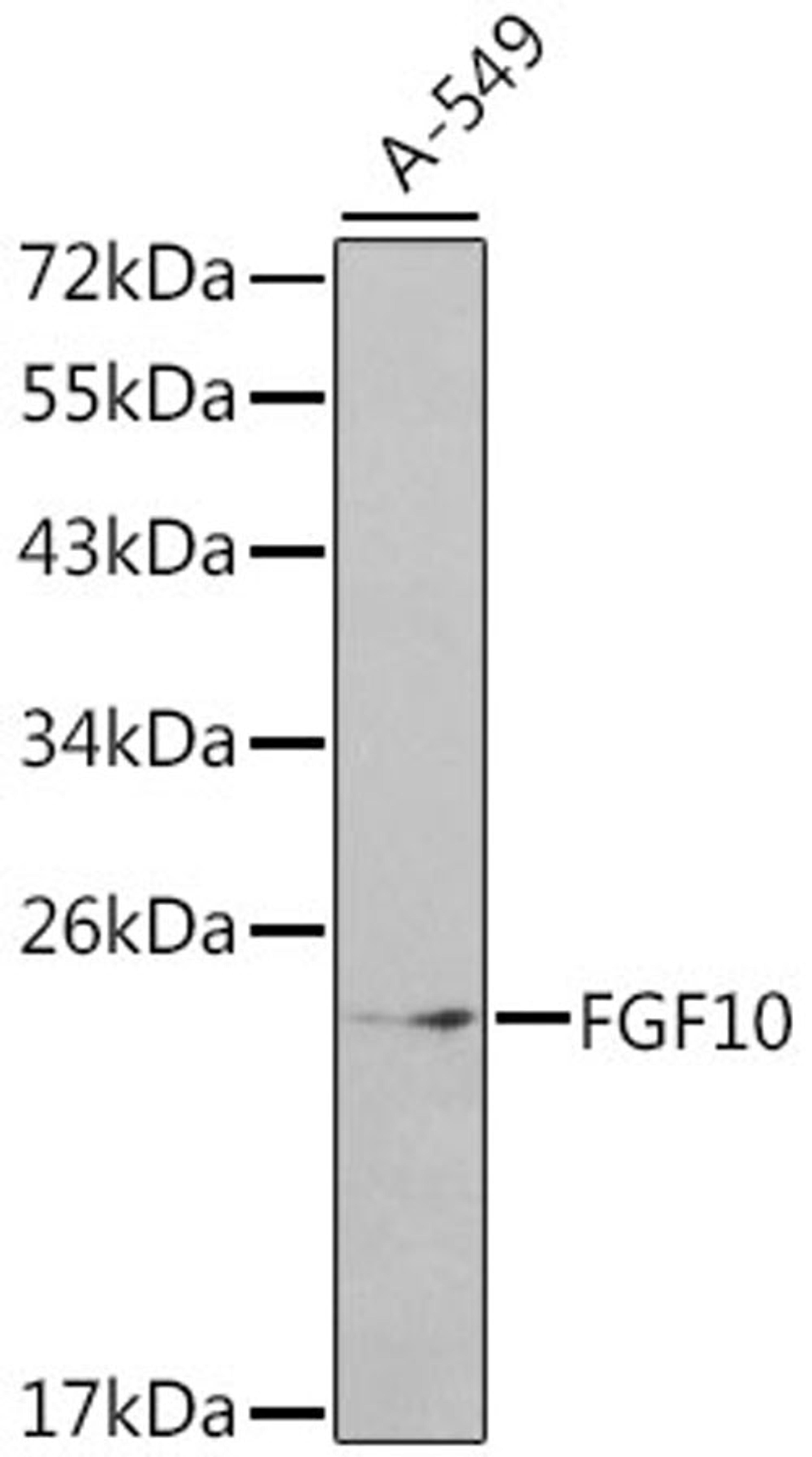 Western blot - FGF10 antibody (A1201)