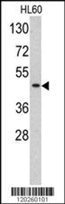 Western blot analysis of TBP antibody in HL60 cell line lysates (35ug/lane)