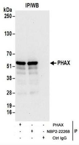 Immunoprecipitation: PHAX Antibody [NBP2-22268] - Whole cell lysate (1 mg for IP; 20% of IP loaded) from 293T cells.  Antibodies: NBP2-22268 used for IP at 6 ug/mg lysate.  PHAX was also immunoprecipitated by rabbit anti-PHAX antibody.  For blotting immunoprecipitated PHAX, NBP2-22268 was used at 0.1 ug/ml.  Detection: Chemiluminescence with an exposure time of 10 seconds.