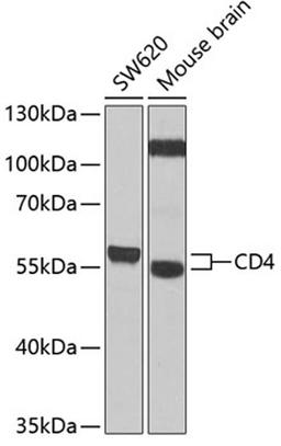 Western blot - CD4 antibody (A1549)