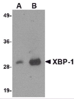 Western blot analysis of 100 ng of XBP-1 recombinant protein with XBP-1 antibody at 1 &#956;g/mL.