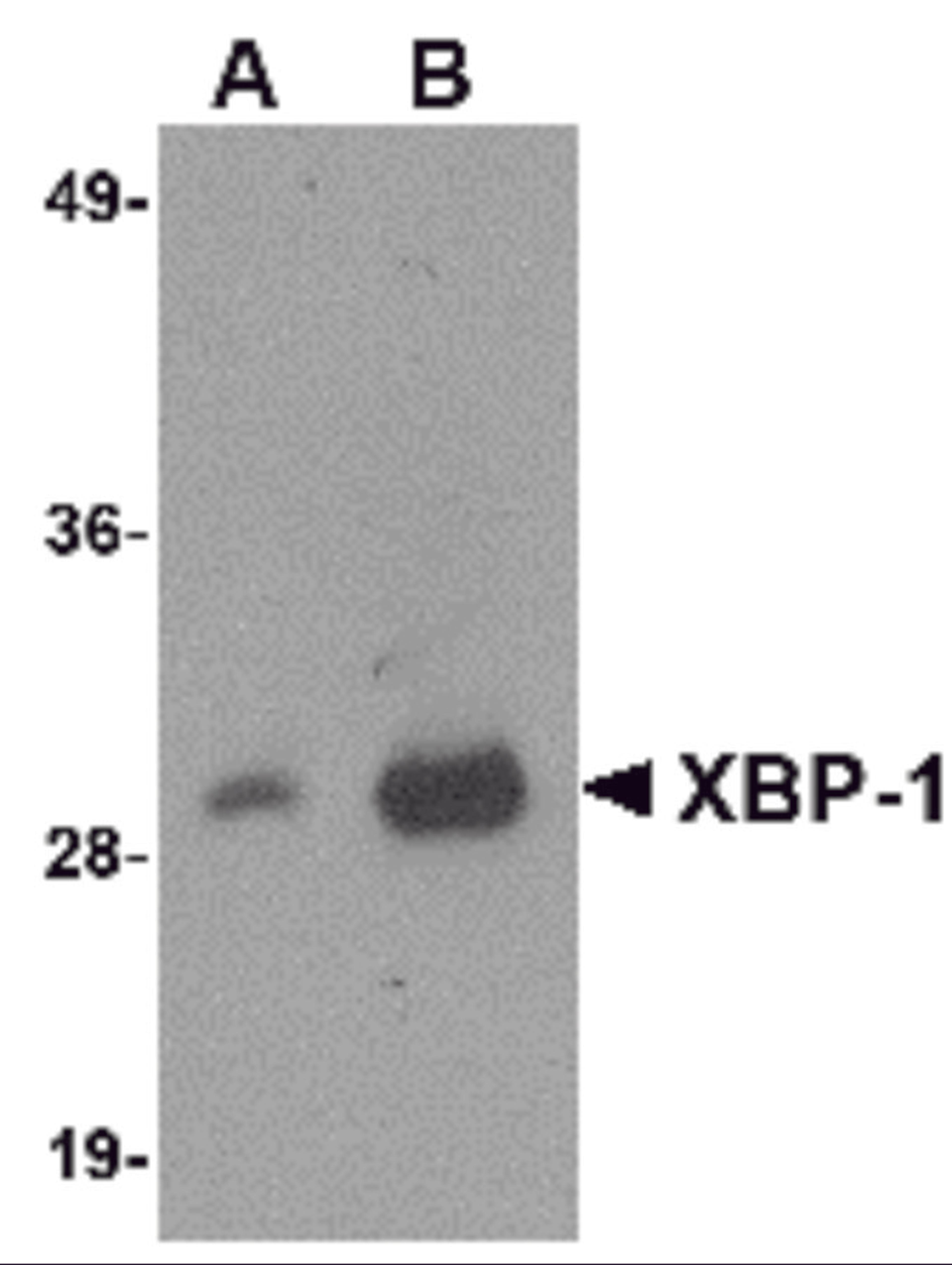 Western blot analysis of 100 ng of XBP-1 recombinant protein with XBP-1 antibody at 1 &#956;g/mL.