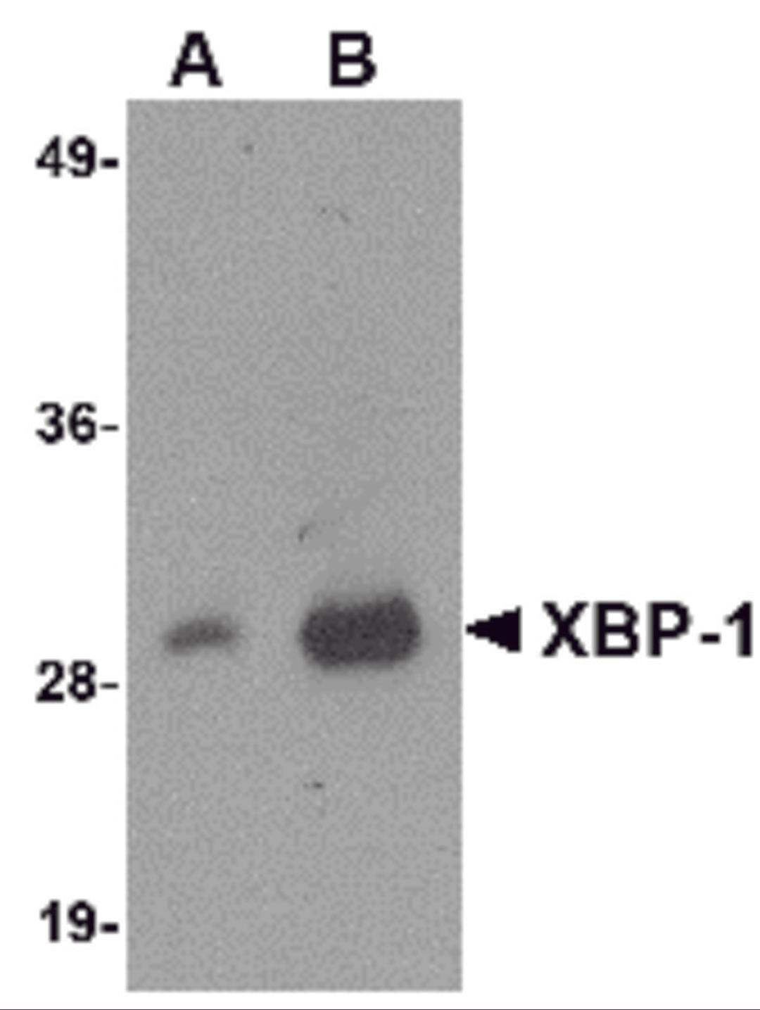 Western blot analysis of 100 ng of XBP-1 recombinant protein with XBP-1 antibody at 1 μg/mL.