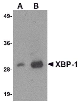 Western blot analysis of 100 ng of XBP-1 recombinant protein with XBP-1 antibody at 1 μg/mL.