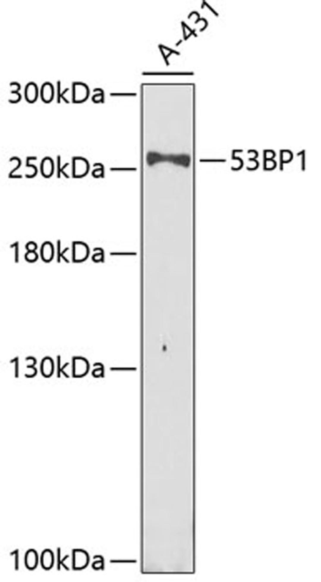 Western blot - 53BP1 antibody (A5757)