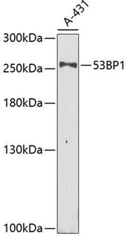 Western blot - 53BP1 antibody (A5757)