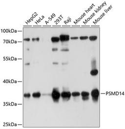 Western blot - PSMD14 antibody (A10782)