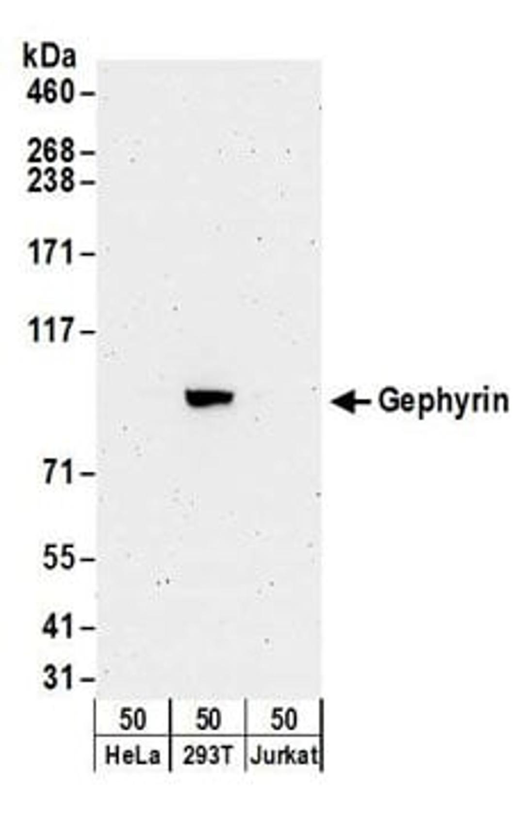 Detection of human Gephyrin by western blot.