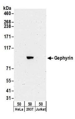 Detection of human Gephyrin by western blot.