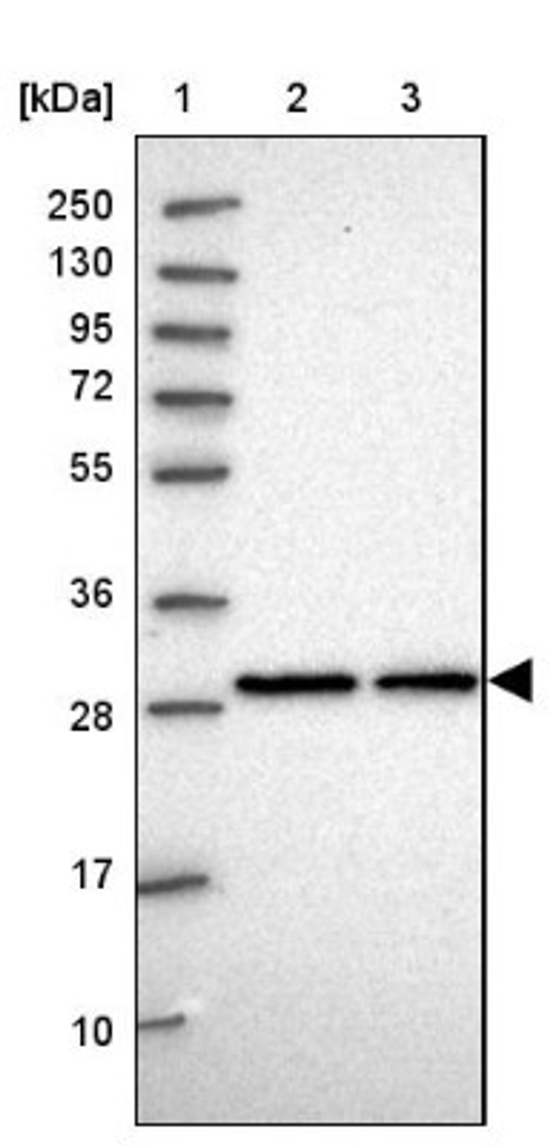 Western Blot: C2orf49 Antibody [NBP2-14404] - Lane 1: Marker [kDa] 250, 130, 95, 72, 55, 36, 28, 17, 10<br/>Lane 2: Human cell line RT-4<br/>Lane 3: Human cell line U-251MG sp